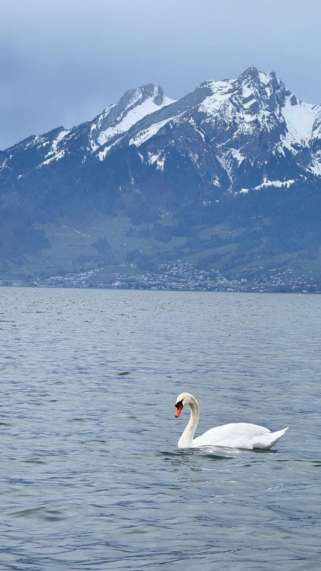Seehotel Schwert Герсау Экстерьер фото